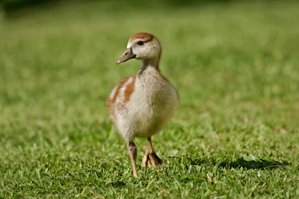 Egyptian Goose Alopochen Aegyptiacus Duckling South Africa — Stock Photo, Image
