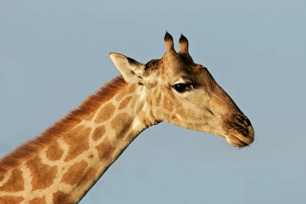 Giraffe portrait — Stock Photo, Image