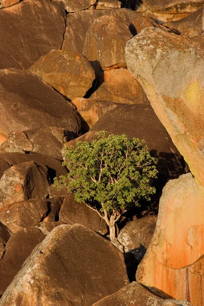 Granito rocas y árbol — Foto de Stock
