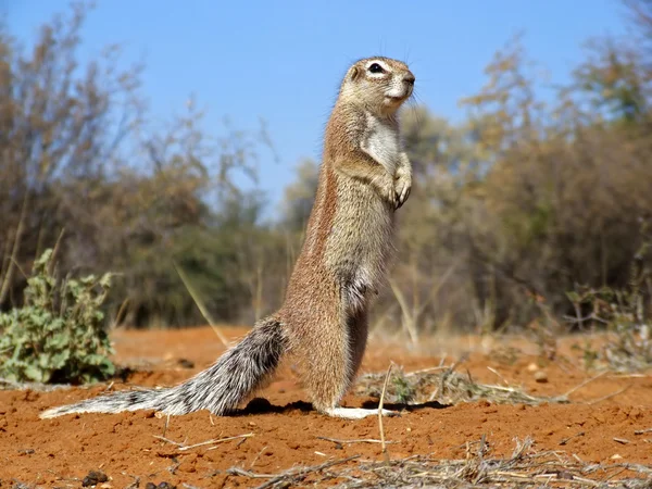 Nieuwsgierige Grondeekhoorn Xerus Inaurus Kalahari Zuid Afrika — Stockfoto