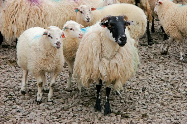Μαυροκέφαλος Ιρλανδική Ορεινό Πρόβατο Προβατίνα Αρνιά — Φωτογραφία Αρχείου