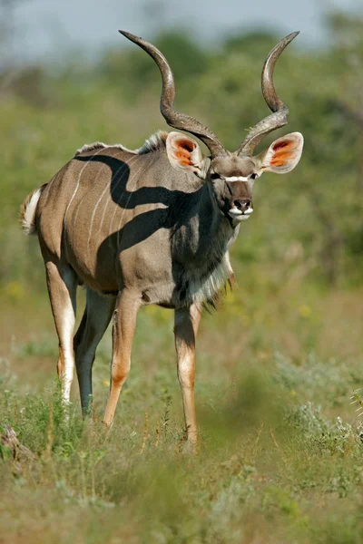 Antílope Kudu Macho Grande Tragelaphus Strepsiceros Parque Nacional Etosha Namibia —  Fotos de Stock