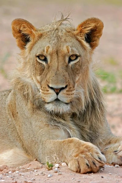 Lion portrait — Stock Photo, Image