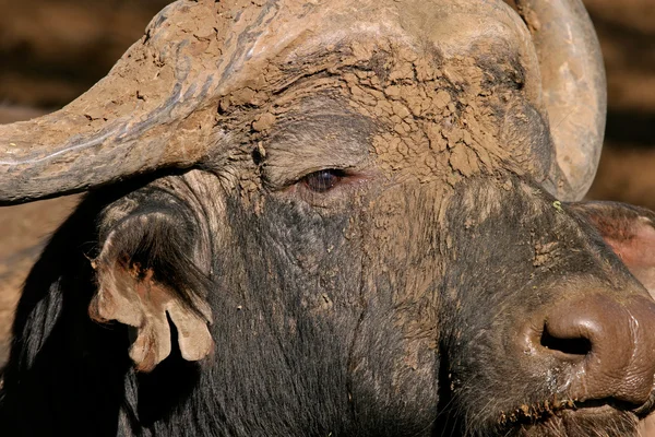 Portrét Africké Buffalo Bull Syncerus Caffer Jižní Afrika — Stock fotografie