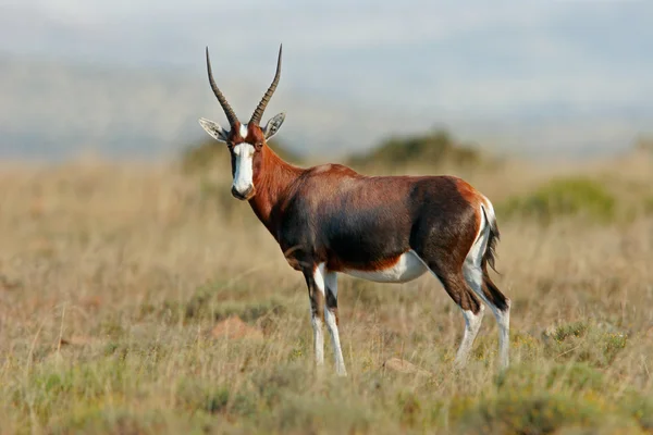 Blesbok antelope — Stockfoto