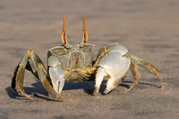 上海滩 莫桑比克 南部非洲的警报蟹 以迅雷属 — 图库照片