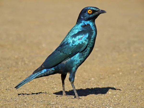 Greater blue-eared starling — Stock Photo, Image
