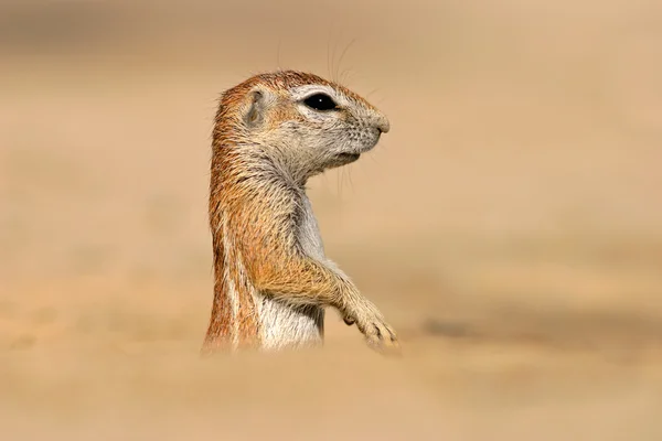 Desert Dwelling Ground Squirrel Xerus Inaurus Калахари Южная Африка — стоковое фото