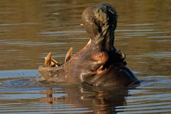 Flodhäst Hippopotamus Amphibius Gäspningar Sabie Sand Naturreservat Sydafrika — Stockfoto