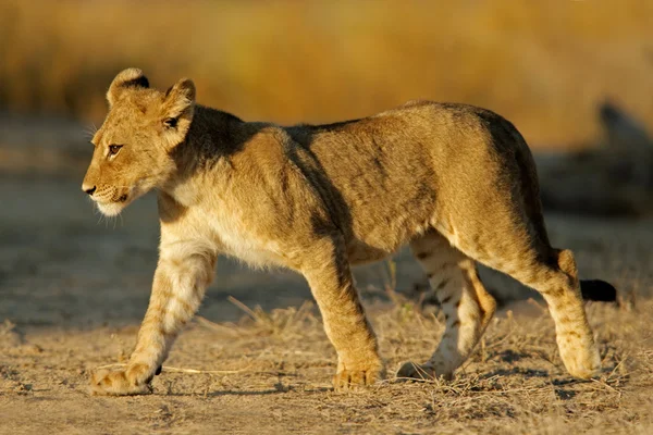Filhote Leão Jovem Panthera Leo Deserto Kalahari África Sul — Fotografia de Stock
