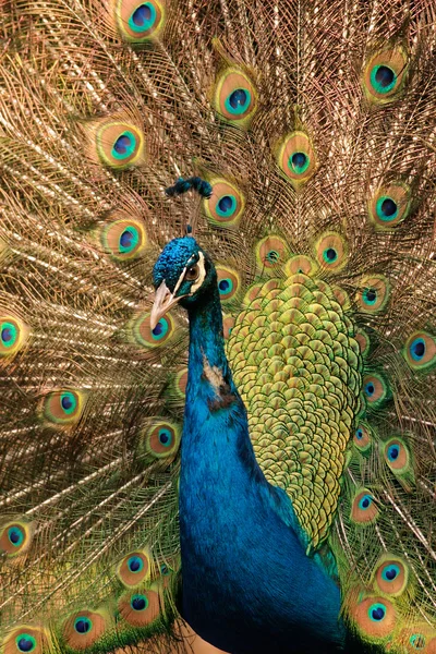 Stock image Colorful male peacock (Pavo cristatus) displaying