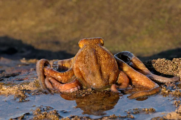 stock image Octopus