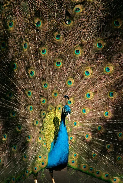 Stock image Peacock