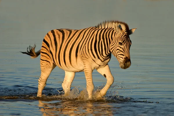 Planícies Burchell Zebra Equus Quagga Caminhando Água Final Tarde Parque — Fotografia de Stock