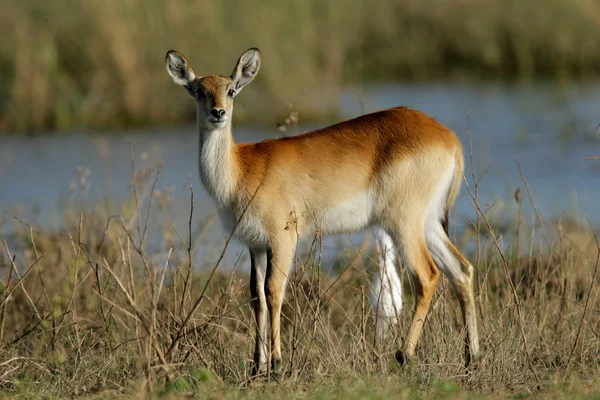 Eine Weibliche Rote Lechwe Antilope Kobus Leche Chobe Nationalpark Botswana — Stockfoto