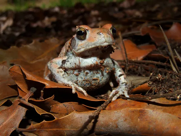 Червона жаба — стокове фото