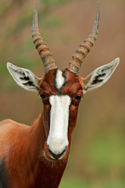 Dikey Bir Nesli Tükenmekte Olan Bontebok Antilop Damaliscus Pygargus Dorcas — Stok fotoğraf