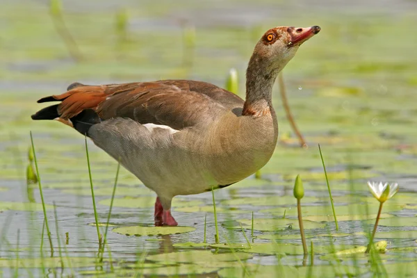 Egyptian goose — Stock Photo, Image