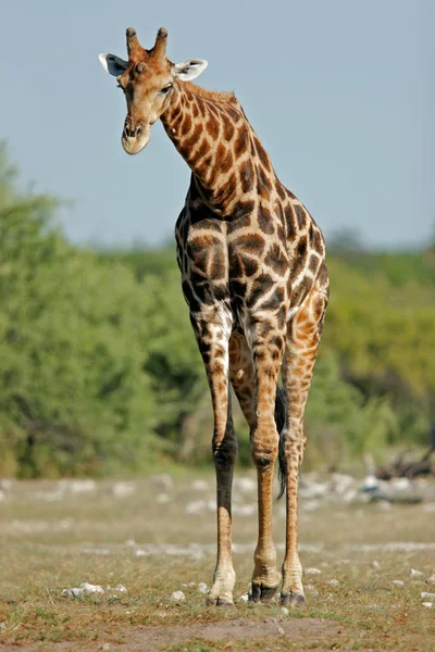 Byk Duża Żyrafa Giraffa Camelopardalis Etosha National Park Namibia Afryka — Zdjęcie stockowe