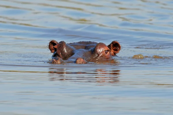 Гиппопотамус Hippopotamus Amphibius Погружен Воду Национальный Парк Крюгер Южная Африка — стоковое фото