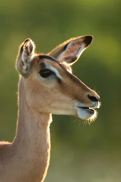 Імпала антилопи — стокове фото