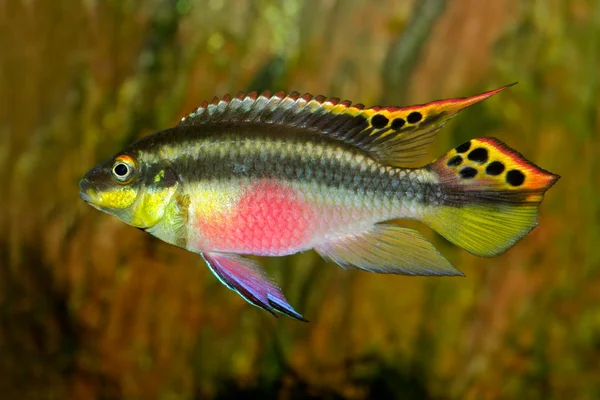 Colorful Kribensis Purple Cichlid Pelvicachromis Pulcher Nigeria — Stock Photo, Image