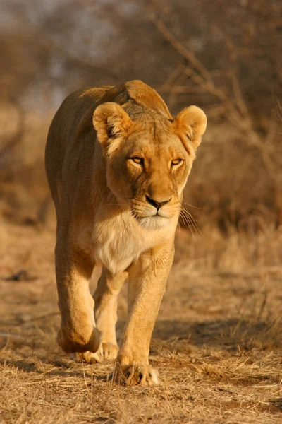 Leoa Panthera Leo Caminhando Início Manhã Luz África Sul — Fotografia de Stock