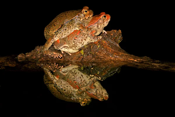 Спаровування червоний жаби — стокове фото