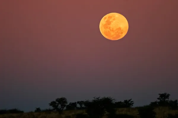 Paysage Africain Avec Une Pleine Lune Dorée Bas Dans Ciel — Photo