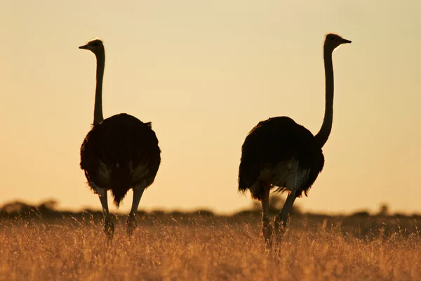 Avestruzes Struthio Camelus Luz Manhã Deserto Kalahari África Sul — Fotografia de Stock