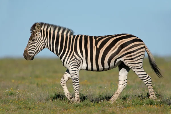 Równiny zebra — Zdjęcie stockowe