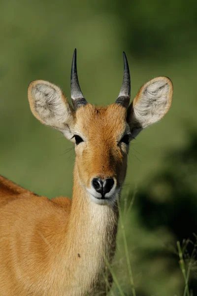 Puku antilopa — Stock fotografie