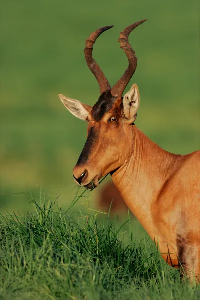 Retrato de Hartebeest rojo —  Fotos de Stock