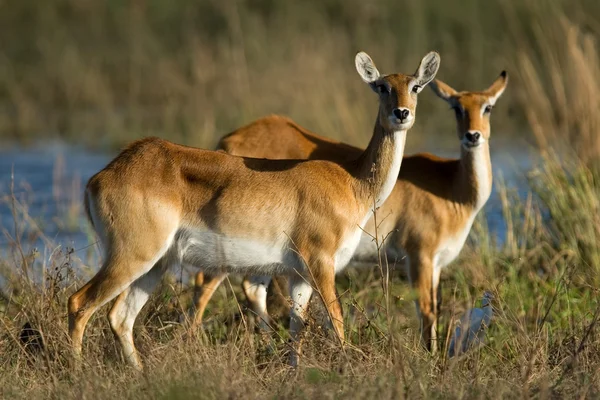 红色 lechwe 羚羊 — 图库照片