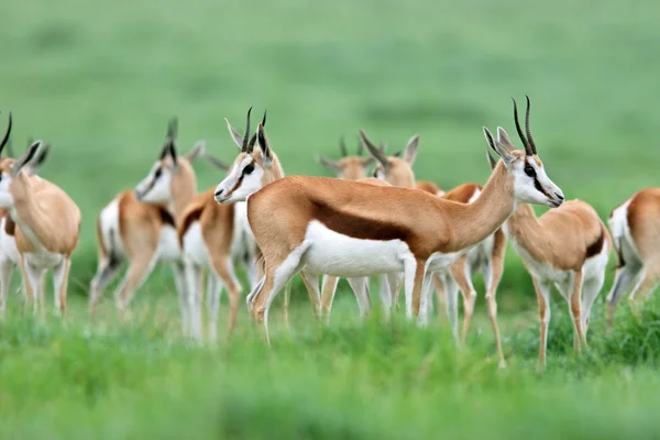 Herd Springbok Antelopes Antidorcas Marsupialis South Africa — Stock Photo, Image