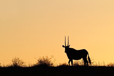 Gemsbok siluet