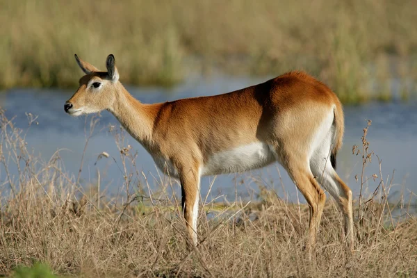 Een Vrouwelijke Rode Litschiewaterbok Antilope Kobus Leche Chobe Nationaalpark Botswana — Stockfoto