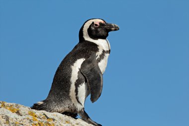 African penguin clipart