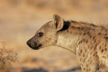 Hyena portrait clipart