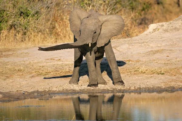 African elephant — Stock Photo, Image