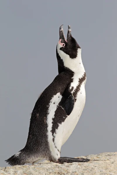 Pingouin africain appelant — Photo