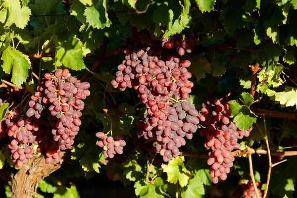 Druvor och vingård — Stockfoto