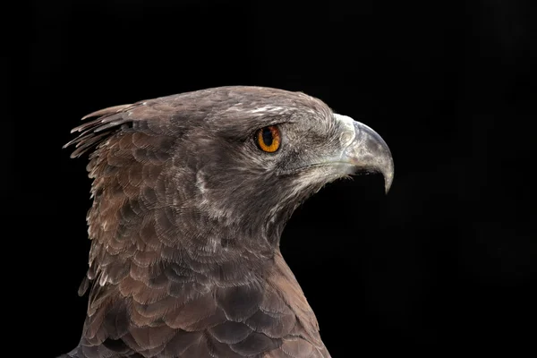 Martial eagle porträtt — Stockfoto