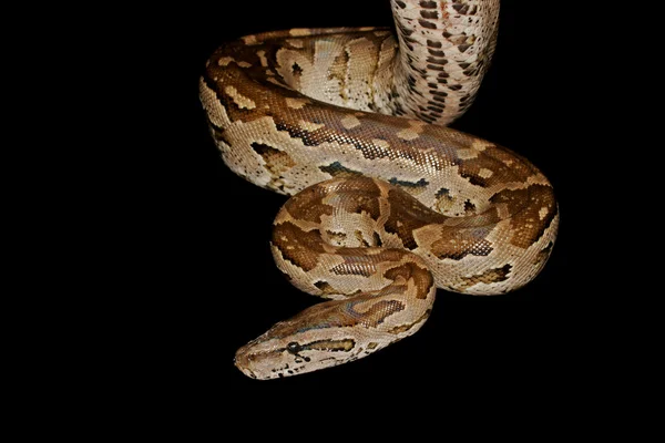 Södra afrikanska python — Stockfoto