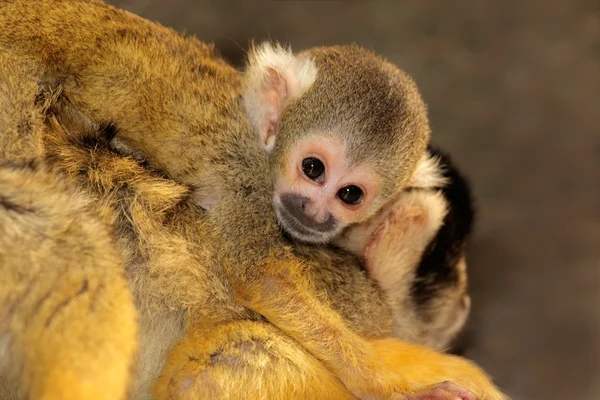 Eichhörnchen-Affe mit Baby — Stockfoto