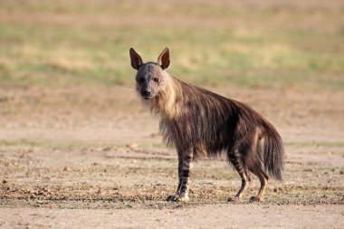 Brown hyena clipart