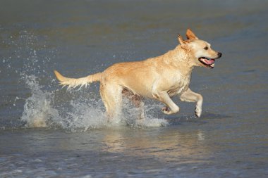 Golden retriever çalışan