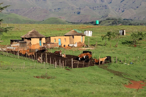 Vidéki kunyhó és szarvasmarha — Stock Fotó