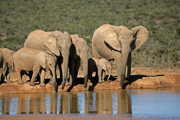 Afričtí sloni na Napajedla — Stock fotografie