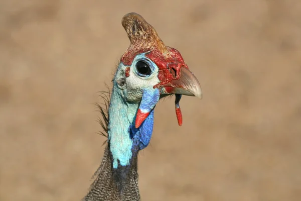 Helmeted Guineafowl — 스톡 사진